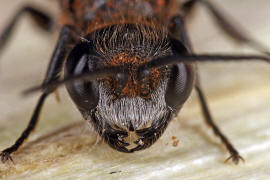 Pemphredon lugens? / Ohne deutschen Namen / Grabwespen - Crabronidae - Pemphredonini