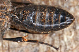 Pemphredon lugens? / Ohne deutschen Namen / Grabwespen - Crabronidae - Pemphredonini