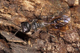 Pemphredon lugubris / Ohne deutschen Namen / Grabwespen - Crabronidae - Pemphredonini