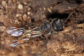 Pemphredon lugubris / Ohne deutschen Namen / Grabwespen - Crabronidae - Pemphredonini