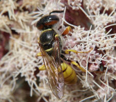 Philanthus triangulum / Bienenwolf / Grabwespen - Crabronidae - Philanthinae