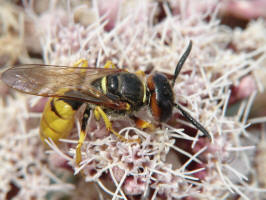 Philanthus triangulum / Bienenwolf / Grabwespen - Crabronidae - Philanthinae