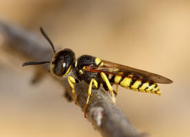 Philanthus triangulum / Bienenwolf / Grabwespen - Crabronidae - Philanthinae