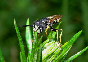 Philanthus triangulum / Bienenwolf / Grabwespen - Crabronidae - Philanthinae