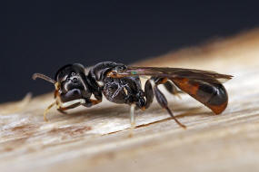 Rhopalum clavipes / Ohne deutschen Namen / Grabwespen - Crabronidae / Ordnung Hautflgler - Hymenoptera