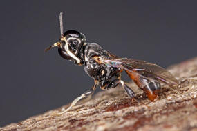 Rhopalum clavipes / Ohne deutschen Namen / Grabwespen - Crabronidae / Ordnung Hautflgler - Hymenoptera