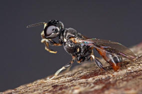 Rhopalum clavipes / Ohne deutschen Namen / Grabwespen - Crabronidae / Ordnung Hautflgler - Hymenoptera