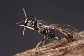 Rhopalum clavipes / Ohne deutschen Namen / Grabwespen - Crabronidae / Ordnung Hautflgler - Hymenoptera