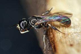 Rhopalum clavipes / Ohne deutschen Namen / Grabwespen - Crabronidae / Ordnung Hautflgler - Hymenoptera