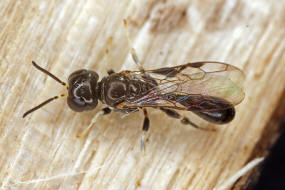 Rhopalum clavipes / Ohne deutschen Namen / Grabwespen - Crabronidae / Ordnung Hautflgler - Hymenoptera