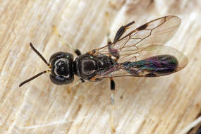 Rhopalum clavipes / Ohne deutschen Namen / Grabwespen - Crabronidae / Ordnung Hautflgler - Hymenoptera