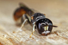 Rhopalum clavipes / Ohne deutschen Namen / Grabwespen - Crabronidae / Ordnung Hautflgler - Hymenoptera