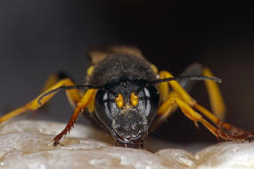 Sceliphron spirifex / Ohne deutschen Namen / Langstielgrabwespen - Sphecidae - Sceliphrinae / Ordnung: Hautflügler - Hymenoptera