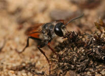 Sphex funerarius / Heuschrecken-Sandwespe / Langstielgrabwespen - Crabronidae - Sphecidae