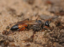 Sphex funerarius / Heuschrecken-Sandwespe / Langstielgrabwespen - Crabronidae - Sphecidae