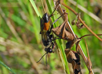 Sphex funerarius / Heuschrecken-Sandwespe / Langstielgrabwespen - Crabronidae - Sphecidae