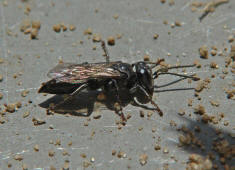 Tachysphex spec. / Grabwespe / Grabwespen - Crabronidae - Crabroninae