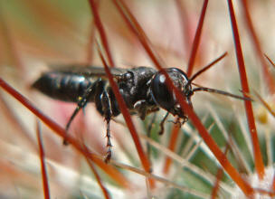 Tachysphex spec. / Grabwespe / Grabwespen - Crabronidae - Crabroninae