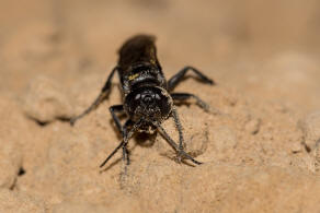 Tachysphex unicolor (Panzer,1809) / Grabwespen - Crabronidae - Crabroninae