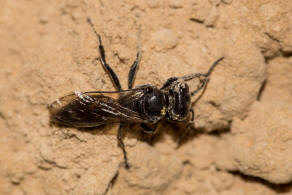 Tachysphex unicolor (Panzer,1809) / Grabwespen - Crabronidae - Crabroninae