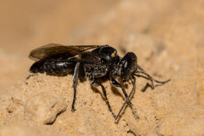 Tachysphex unicolor (Panzer,1809) / Grabwespen - Crabronidae - Crabroninae