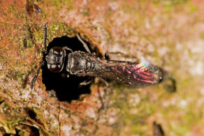 Trypoxylon clavicerum Lepeletier & Serville, 1828 / Grabwespen - Crabronidae