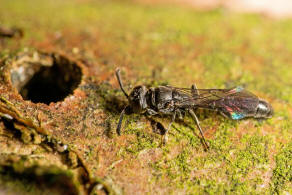 Trypoxylon clavicerum Lepeletier & Serville, 1828 / Grabwespen - Crabronidae