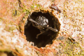 Trypoxylon clavicerum Lepeletier & Serville, 1828 / Grabwespen - Crabronidae