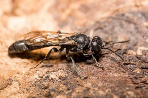 Trypoxylon figulus / Töpfergrabwespe / Grabwespen - Crabronidae - Larrinae / Ordnung: Hautflügler - Hymenoptera