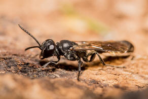 Trypoxylon figulus / Tpfergrabwespe / Grabwespen - Crabronidae - Larrinae / Ordnung: Hautflgler - Hymenoptera