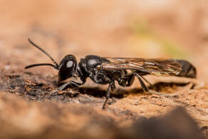 Trypoxylon figulus / Tpfergrabwespe / Grabwespen - Crabronidae - Larrinae / Ordnung: Hautflgler - Hymenoptera