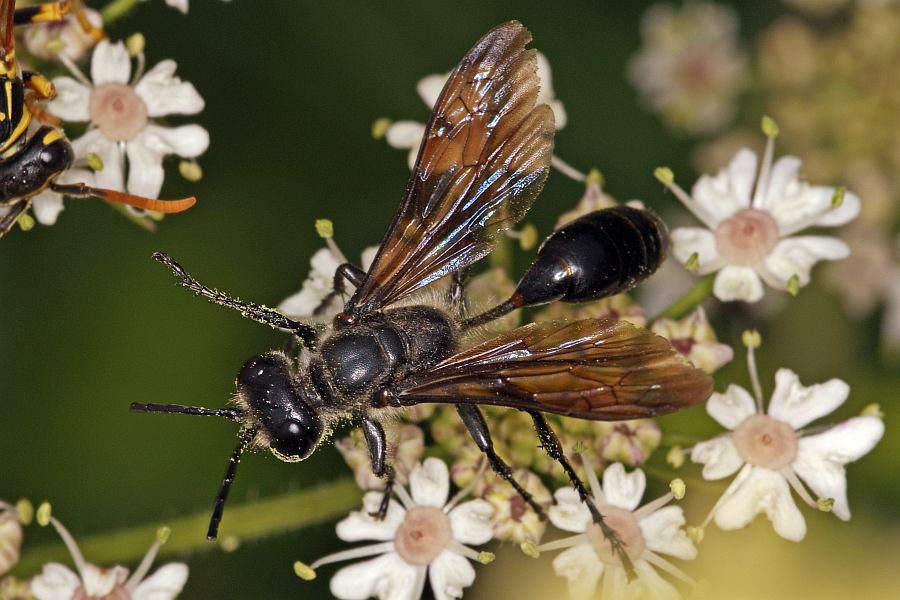 Isodontia mexicana / Stahlblauer Grillenjäger / Grabwespen - Sphecidae / Ordnung: Hautflügler - Hymenoptera