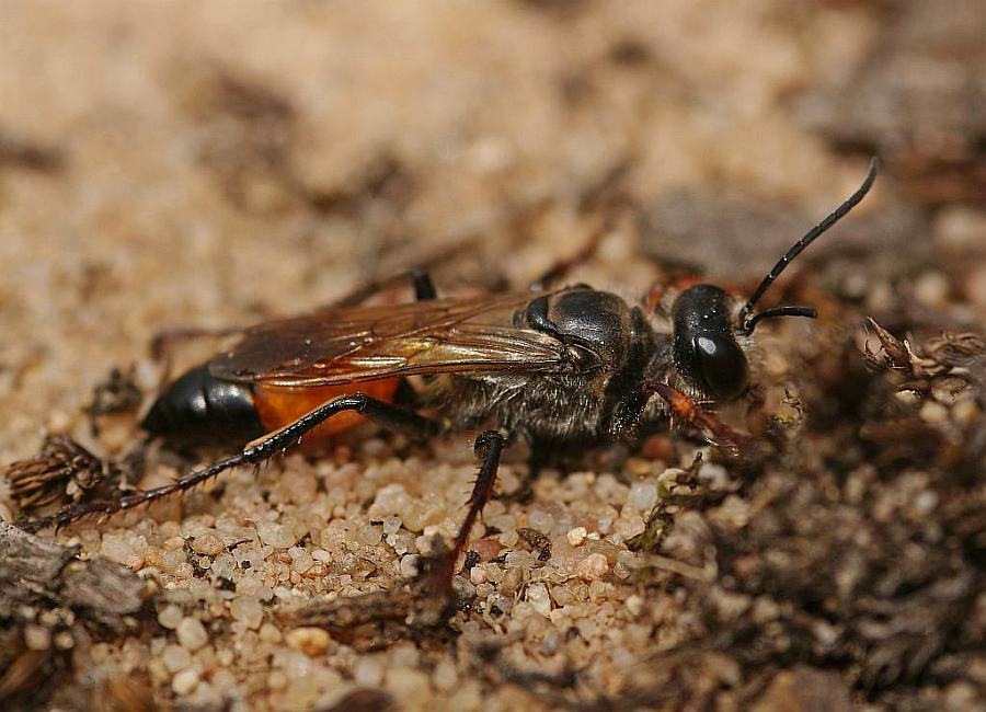 Sphex funerarius / Heuschrecken-Sandwespe / Langstielgrabwespen - Sphecidae - Sphecinae / Ordnung: Hautflügler - Hymenoptera