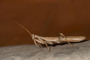 Ameles heldreichi Brunner von Wattenwyl, 1882 / Fangschrecken - Mantidae / Ordnung: Fangschrecken - Mantodea