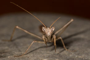 Ameles heldreichi Brunner von Wattenwyl, 1882 / Fangschrecken - Mantidae / Ordnung: Fangschrecken - Mantodea