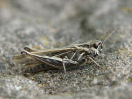 Chorthippus biguttulus / Nachtigall-Grashpfer / Feldheuschrecken - Acrididae / Unterfamilie: Grashpfer - Gomphocerinae / Kurzfhlerschrecken - Caelifera