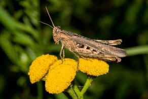 Chorthippus brunneus / Brauner Grashpfer / Feldheuschrecken - Acrididae / Unterfamilie: Grashpfer - Gomphocerinae / Ordnung: Kurzfhlerschrecken - Caelifera