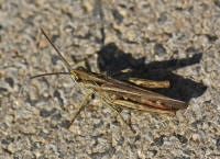 Chorthippus brunneus / Brauner Grashpfer / Feldheuschrecken - Acrididae / Unterfamilie: Grashpfer - Gomphocerinae / Ordnung: Kurzfhlerschrecken - Caelifera