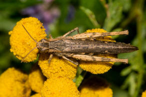 Chorthippus brunneus / Brauner Grashpfer / Feldheuschrecken - Acrididae / Unterfamilie: Grashpfer - Gomphocerinae / Ordnung: Kurzfhlerschrecken - Caelifera