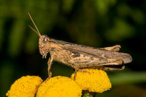 Chorthippus brunneus / Brauner Grashpfer / Feldheuschrecken - Acrididae / Unterfamilie: Grashpfer - Gomphocerinae / Ordnung: Kurzfhlerschrecken - Caelifera