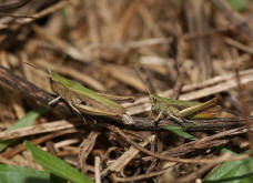 Chorthippus dorsatus / Wiesengrashpfer / Feldheuschrecken - Acrididae / Unterfamilie: Grashpfer - Gomphocerinae / Kurzfhlerschrecken - Caelifera