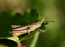 Chorthippus dorsatus / Wiesengrashpfer / Feldheuschrecken - Acrididae / Unterfamilie: Grashpfer - Gomphocerinae / Kurzfhlerschrecken - Caelifera