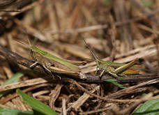 Chorthippus dorsatus / Wiesengrashpfer / Feldheuschrecken - Acrididae / Unterfamilie: Grashpfer - Gomphocerinae / Kurzfhlerschrecken - Caelifera