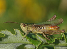 Chorthippus dorsatus / Wiesengrashpfer / Feldheuschrecken - Acrididae / Unterfamilie: Grashpfer - Gomphocerinae / Kurzfhlerschrecken - Caelifera