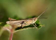 Chorthippus dorsatus / Wiesengrashpfer / Feldheuschrecken - Acrididae / Unterfamilie: Grashpfer - Gomphocerinae / Kurzfhlerschrecken - Caelifera