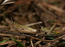 Chorthippus dorsatus / Wiesengrashpfer / Feldheuschrecken - Acrididae / Unterfamilie: Grashpfer - Gomphocerinae / Kurzfhlerschrecken - Caelifera