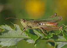 Chorthippus dorsatus / Wiesengrashpfer / Feldheuschrecken - Acrididae / Unterfamilie: Grashpfer - Gomphocerinae / Kurzfhlerschrecken - Caelifera