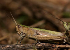 Chorthippus dorsatus / Wiesengrashpfer / Feldheuschrecken - Acrididae / Unterfamilie: Grashpfer - Gomphocerinae / Kurzfhlerschrecken - Caelifera