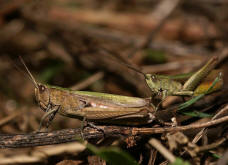 Chorthippus dorsatus / Wiesengrashpfer / Feldheuschrecken - Acrididae / Unterfamilie: Grashpfer - Gomphocerinae / Kurzfhlerschrecken - Caelifera