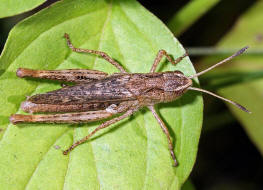 Gomphocerippus rufus / Rote Keulenschrecke / Familie: Feldheuschrecken - Acrididae / Unterfamilie: Grashpfer - Gomphocerinae / Ordnung: Kurzfhlerschrecken - Caelifera